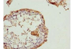 Immunohistochemistry of paraffin-embedded human testis tissue using ABIN7167361 at dilution of 1:100
