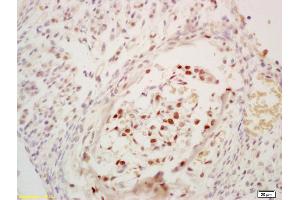 Formalin-fixed and paraffin embedded mouse embryo labeled with Anti-Phospho-cdc25C (Ser216) Polyclonal Antibody, Unconjugated at 1:200 followed by conjugation to the secondary antibody and DAB staining