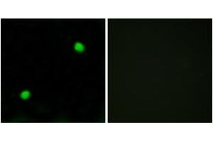Immunofluorescence analysis of COS7 cells, using Histone H2AX  Antibody. (H2AFX anticorps  (AA 94-143))