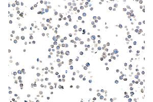 Immunocytochemistry (ICC) image for anti-CD28 (CD28) (AA 19-140) antibody (ABIN7448899) (Recombinant CD28 anticorps  (AA 19-140))