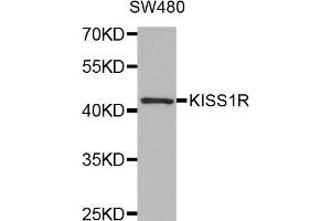 Western blot analysis of extracts of SW480 cell line, using KISS1R antibody. (KISS1R anticorps)