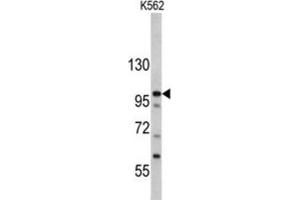 Western Blotting (WB) image for anti-MDM2 Binding Protein (MTBP) antibody (ABIN3002735) (MTBP anticorps)
