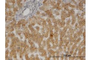 Image no. 3 for anti-Prostaglandin E Synthase 3 (Cytosolic) (PTGES3) (AA 1-161) antibody (ABIN599518) (PTGES3 anticorps  (AA 1-161))