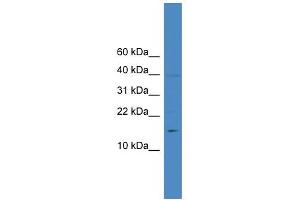 WB Suggested Anti-IL17A Antibody Titration: 0. (Interleukin 17a anticorps  (N-Term))