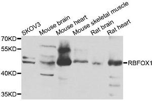 Western blot analysis of extracts of various cells, using RBFOX1 antibody.