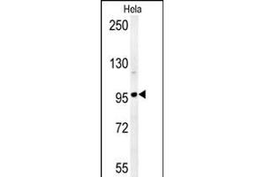 GIT1- Antibody (C-term) (ABIN6242999 and ABIN6578994) western blot analysis in Hela cell line lysates (35 μg/lane). (GIT1 anticorps  (C-Term, Tyr554))