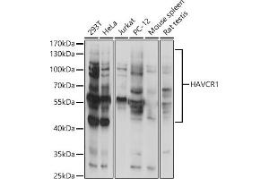Western blot analysis of extracts of various cell lines, using H antibody (ABIN3016797, ABIN3016798, ABIN3016799 and ABIN1680157) at 1:1000 dilution. (HAVCR1 anticorps  (AA 21-120))