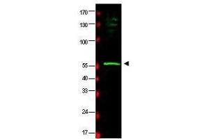 Western blot using  affinity purified anti-HR23B antibody shows detection of a band at ~58 kDa (arrowhead) corresponding to HR23B present in a HeLa whole cell lysate. (RAD23B anticorps  (AA 163-176))