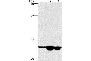 Western Blotting (WB) image for anti-Hairy and Enhancer of Split 5 (HES5) antibody (ABIN2433119) (HES5 anticorps)