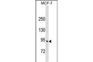 Western blot analysis in MCF-7 cell line lysates (35ug/lane). (ELMO3 anticorps  (C-Term))