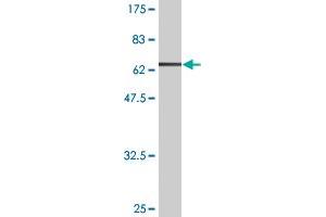 Western Blot detection against Immunogen (63.