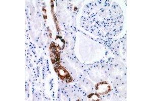 Immunohistochemical analysis of EGF staining in human kidney formalin fixed paraffin embedded tissue section. (EGF anticorps)