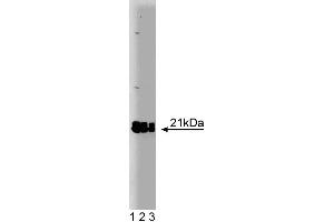 Western blot analysis of Rap2 on a A431 cell lysate. (RAP2A anticorps  (AA 1-183))
