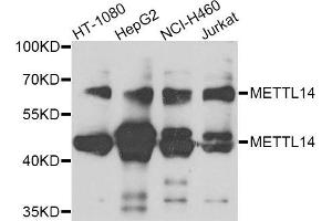 Western blot analysis of extracts of various cell lines, using METTL14 antibody. (METTL14 anticorps)