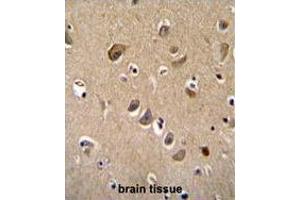 TTC9B Antibody (C-term) immunohistochemistry analysis in formalin fixed and paraffin embedded human brain tissue followed by peroxidase conjugation of the secondary antibody and DAB staining. (TTC9B anticorps  (C-Term))