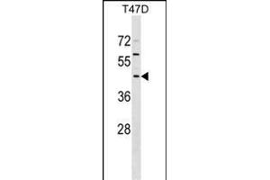 FBXO16 Antibody (C-term) (ABIN1536930 and ABIN2849130) western blot analysis in T47D cell line lysates (35 μg/lane).