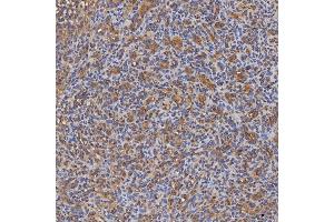 IHC analysis of SEC31A using anti-SEC31A antibody (ABIN7599630).