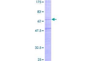 Image no. 1 for Melanin-Concentrating Hormone Receptor 1 (MCHR1) (AA 1-422) protein (GST tag) (ABIN1310540)