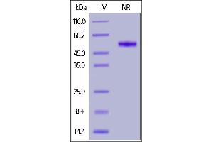 Human CD27 Ligand, His,Flag Tag (active trimer) (MALS verified) on  under ing (NR) condition.