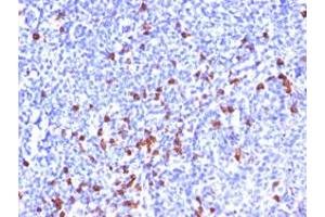 Immunohistochemical staining of human tonsil with IGHG1 monoclonal antibody, clone IG266 .