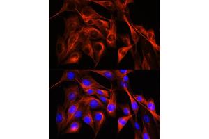 Immunofluorescence analysis of NIH-3T3 cells using α-Tubulin Rabbit pAb (ABIN3020549, ABIN3020550 and ABIN3020551) at dilution of 1:100 (40x lens). (TUBA4A anticorps  (AA 1-180))
