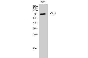 Western Blotting (WB) image for anti-Potassium Voltage-Gated Channel, Shal-Related Subfamily, Member 1 (Kcnd1) (C-Term) antibody (ABIN3185336) (KCND1 anticorps  (C-Term))