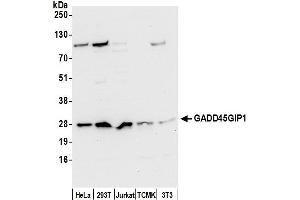anti-Growth Arrest and DNA-Damage-Inducible, gamma Interacting Protein 1 (GADD45GIP1) (AA 150-200) antibody