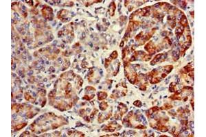 Immunohistochemistry of paraffin-embedded human pancreatic tissue using ABIN7151134 at dilution of 1:100