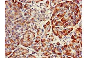 Immunohistochemistry of paraffin-embedded human pancreatic tissue using ABIN7151134 at dilution of 1:100 (RNF126 anticorps  (AA 39-225))