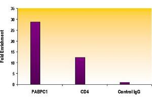 Histone H4 acetyl Lys16 antibody tested by ChIP analysis.