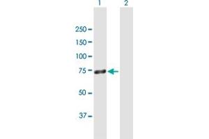 Western Blot analysis of ZNF668 expression in transfected 293T cell line by ZNF668 MaxPab polyclonal antibody. (ZNF668 anticorps  (AA 1-619))