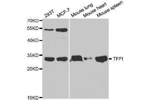 Western blot analysis of extracts of various cell lines, using TFPI antibody. (TFPI anticorps  (AA 29-224))