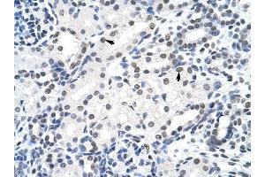 SURF6 antibody was used for immunohistochemistry at a concentration of 4-8 ug/ml to stain Epithelial cells of renal tubule (arrows) in Human Kidney. (SURF6 anticorps  (Middle Region))