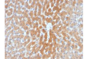 Formalin-fixed, paraffin-embedded human Liver stained with ARF1 Mouse Monoclonal Antibody (1A9/5). (ARF1 anticorps  (C-Term))