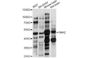 Western blot analysis of extracts of various cell lines, using GNAZ antibody. (GNaZ anticorps)