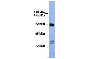 Western Blot showing AP2A2 antibody used at a concentration of 1-2 ug/ml to detect its target protein.