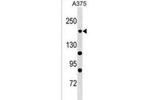 POLR1A Antibody (C-term) (ABIN1536725 and ABIN2850362) western blot analysis in  cell line lysates (35 μg/lane). (POLR1A anticorps  (C-Term))