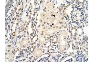 PUF60 antibody was used for immunohistochemistry at a concentration of 4-8 ug/ml to stain Epithelial cells of renal tubule (arrows) in Human Kidney. (PUF60 anticorps  (C-Term))