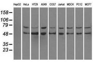 Image no. 4 for anti-Protein Phosphatase 5, Catalytic Subunit (PPP5C) antibody (ABIN1500391)