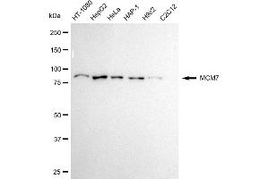 Western blotting analysis using MCM7 antibody (ABIN7799423).
