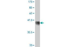 Western Blot detection against Immunogen (38.