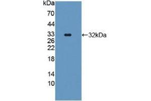 Figure. (SCAF11 anticorps  (AA 944-1148))