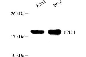 Western blot analysis of PPIL1 (ABIN7075004),at dilution of 1: 800 (PPIL1 anticorps)