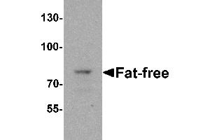 Western blot analysis of Fat-free in mouse brain tissue lysate with Fat-free antibody at 1 µg/mL. (VPS51 anticorps  (C-Term))