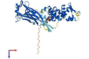 AlphaFold protein structure predicition of Human Recombinant SPOPL Protein, UniprotID Q6IQ16