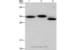 Western blot analysis of Hela cell, mouse brain and heart tissue, using CAPZA2 Polyclonal Antibody at dilution of 1:650 (CAPZA2 anticorps)
