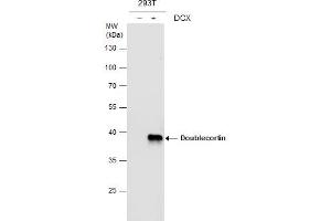 WB Image Doublecortin antibody detects Doublecortin protein by western blot analysis.