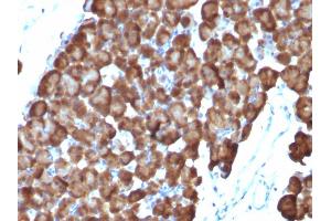 Formalin-fixed, paraffin-embedded Rat Pancreas stained with ODC1 Mouse Monoclonal Antibody (ODC1/486).