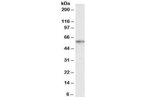 Western blot testing of K562 nuclear lysate with VRK2 antibody at 2ug/ml. (VRK2 anticorps)