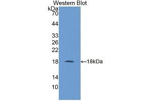 Western blot analysis of recombinant Human UBE2I. (UBE2I anticorps  (AA 33-158))
